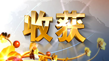 ThemeMarket